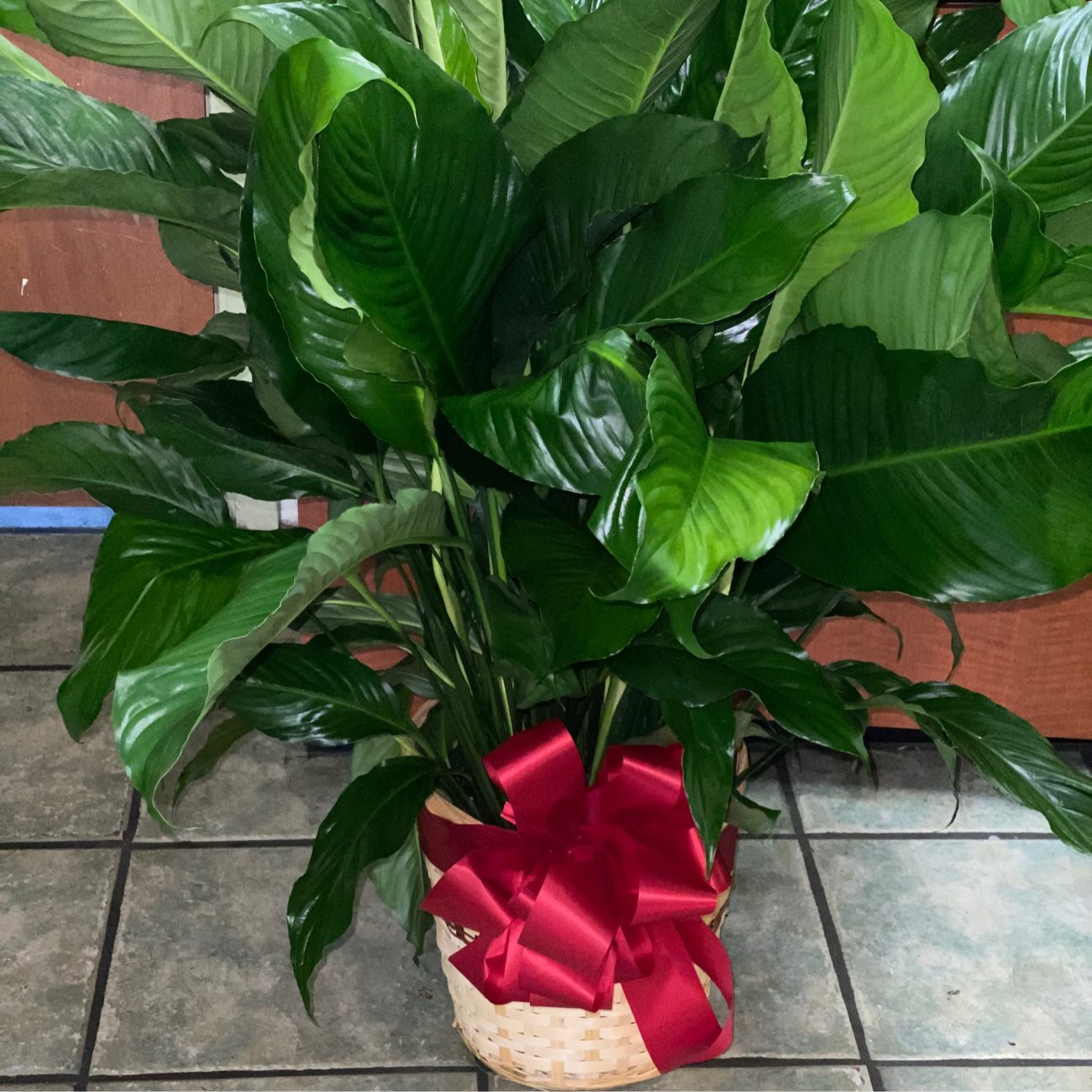 Croton Superstar Mitchells Florist Orlando